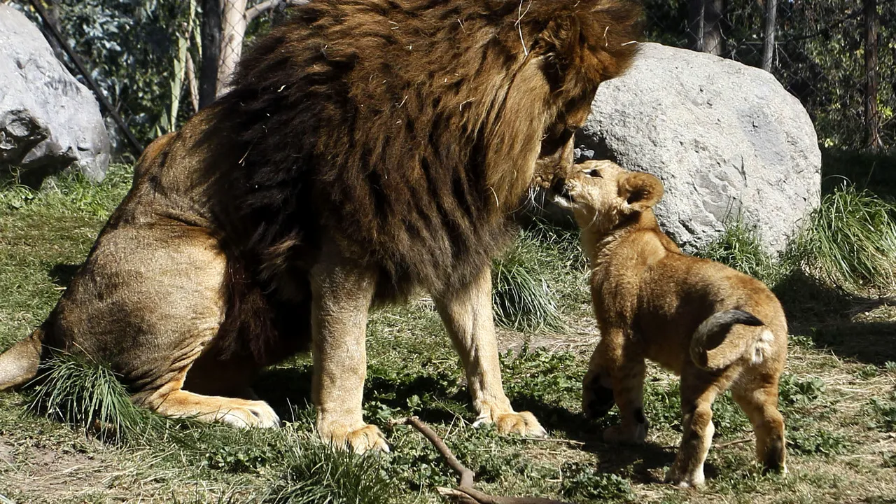 Grădina Zoologică din Chile le caută „naşi” animalelor înfometate