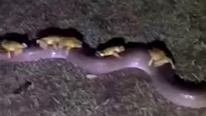 Un piton uriaş, cu zece „pasageri” neaşteptaţi pe spate, a fost filmat în Australia după nişte inundaţii | VIDEO VIRAL
