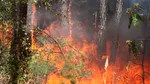 Peste 1.000 de pompieri luptă cu un incendiu de vegetație în sudul Franței