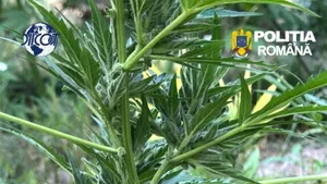 SOCIAL Peste 100 plante de canabis, în greutate de 65 de kilograme, descoperite în Arad