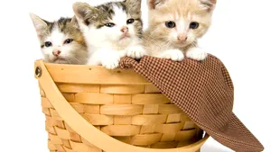 Proteina care declanşează alergia la pisică, descoperită de cercetători