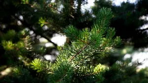 Vreme mult mai caldă decât în mod obişnuit. Când încep ploile şi ninsorile / PROGNOZA METEO pentru sfârşitul săptămânii