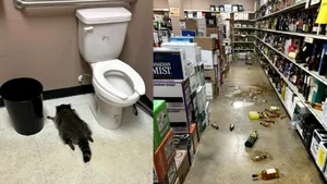 Incident inedit în SUA: un raton a vandalizat un magazin cu băuturi alcoolice, apoi a adormit beat în baie