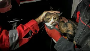 O pisică rănită a fost salvată de sub dărămăturile unui bloc din Izmir de către un câine poliţist la capătul a 33 de ore de căutări