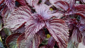 Urzica din Coreea, cel mai puternic antialergic natural, este aclimatizată în premieră europeană într-un oraş din România