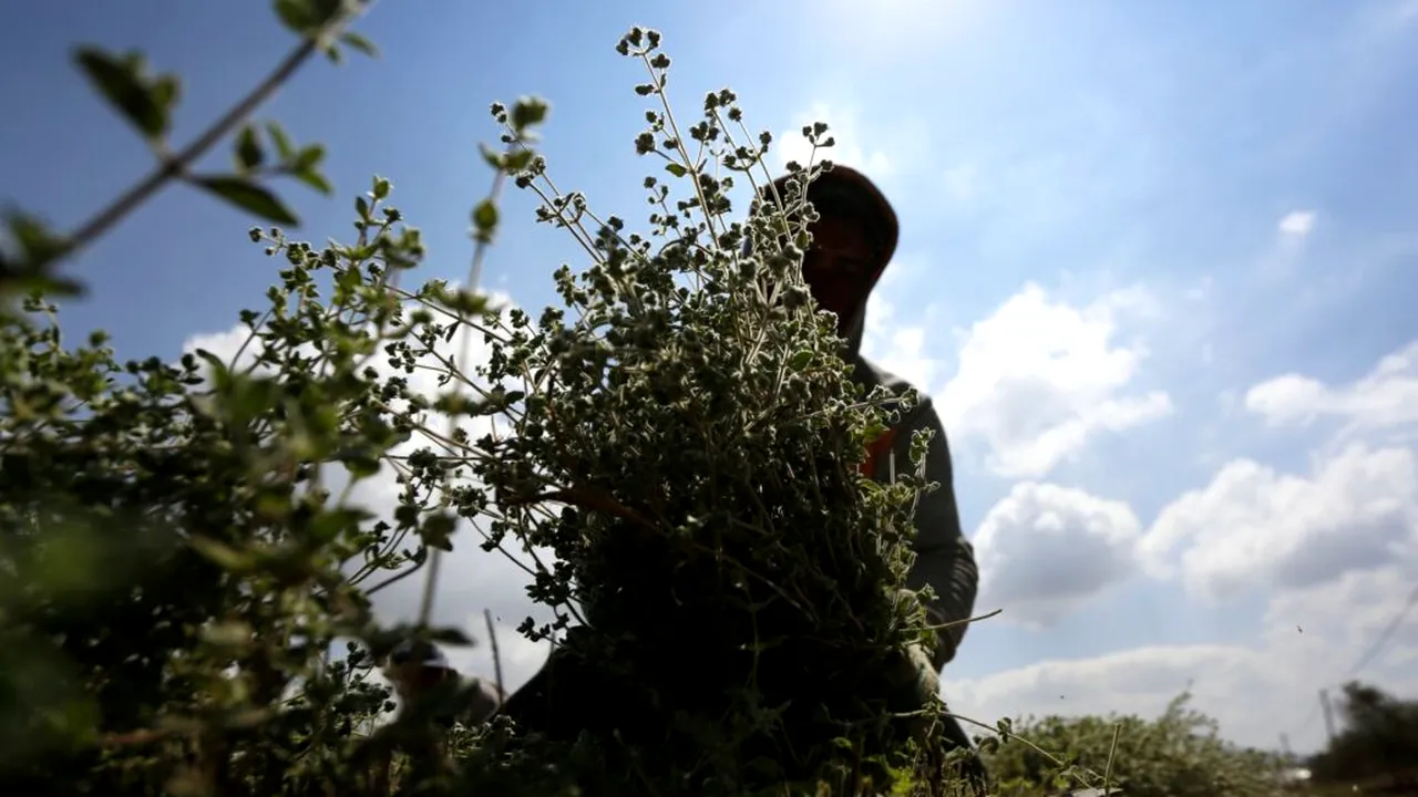 Planta aromatică din bucătărie care poate reduce inflamația și stimula sistemul imunitar
