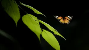 Fluturele monarh ar putea primi statut de specie ameninţată în SUA