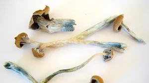 Un compus din ciupercile halucinogene ar putea preveni afectarea nervilor provocată de chimioterapie