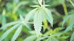 Lista țărilor europene unde este permis consumul de marijuana și în ce condiții