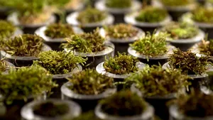 Fotosinteza artificială, inventată de cercetătorii americani