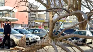 Bucureşti: Un tânăr de 15 ani a fost rănit după ce un copac a căzut pe el, duminică dimineaţă