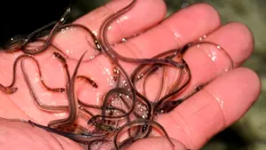 Baia de ţipari - ultima modă în materie de tratamente de înfrumuseţare. AVERTISMENTUL specialiştilor