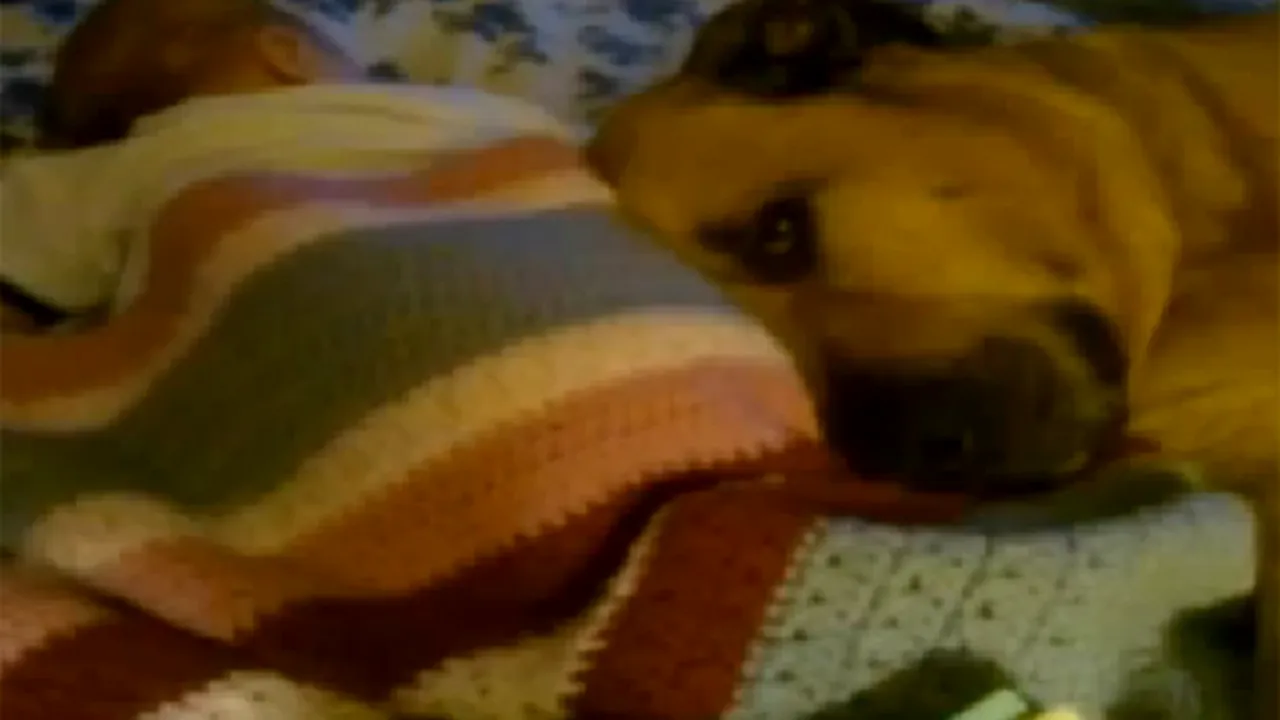 ANIVERSARE TRAGICĂ: Un copil a fost omorât de câinele familiei la împlinirea vârstei de un an - VIDEO