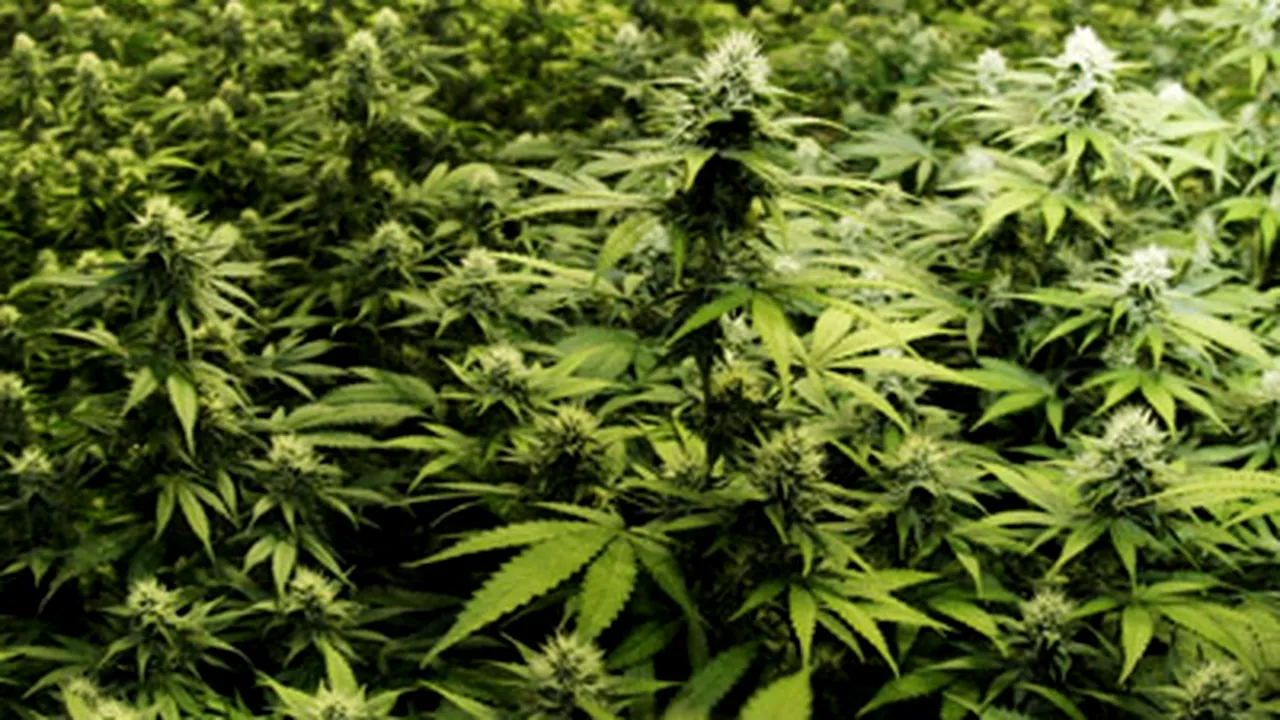 Şapte kilograme de canabis, găsite pe o plantaţie ascunsă într-un canal de irigaţii