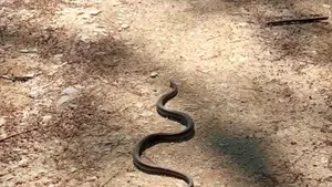 Şerpii se înmulţesc în oraşul Constanţa. Autorităţile spun că nu sunt periculoşi