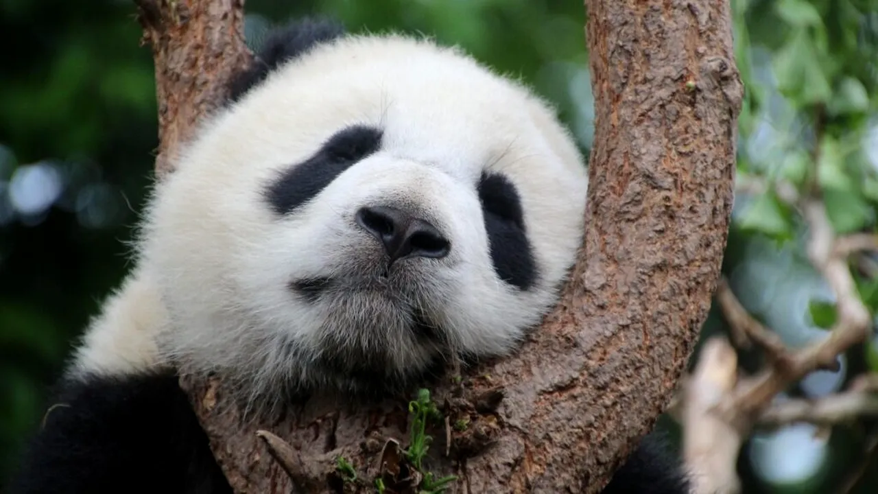 China va trimite din nou panda uriași în Atlanta