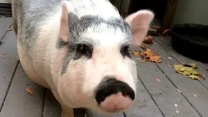 Grădina Zoologică din Braşov vinde doritorilor mai mulţi porci vietnamezi, cai şi nutrii