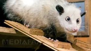 Heidi, oposomul saşiu, a murit