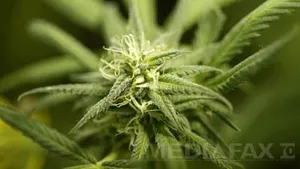 Planta crescută din greşeală de doi bătrâni din Anglia. Politiştii britanici au fost şocaţi  