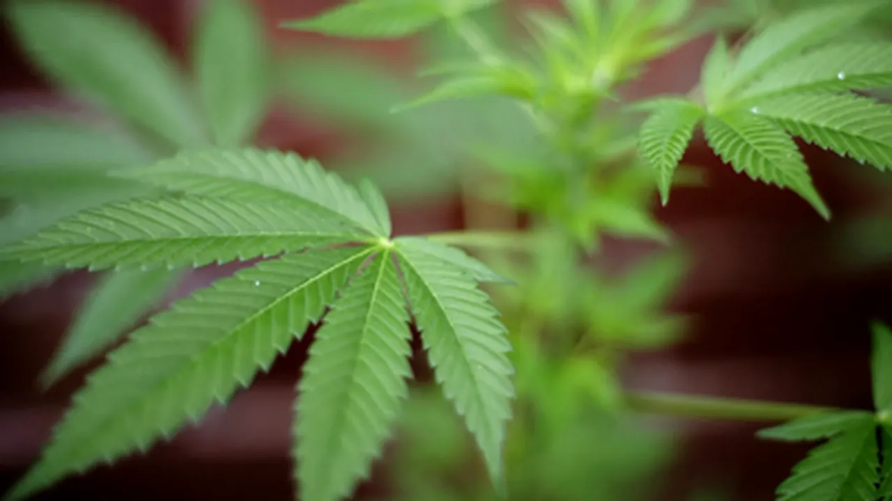 Cannabisul îi face pe bărbaţi infertili