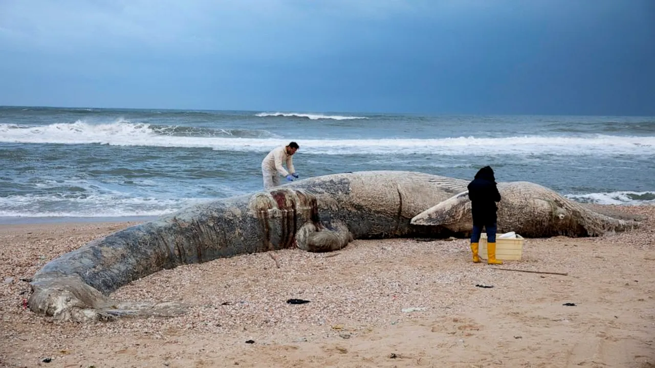Unul dintre cele mai grave dezastre ecologice: Israelul închide plajele mediteraneene în urma unei deversări de petrol