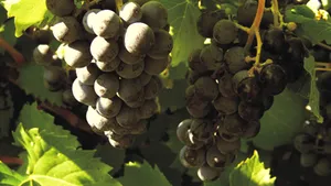Patronatul Viei vrea să limiteze producţia de vin din gospodării