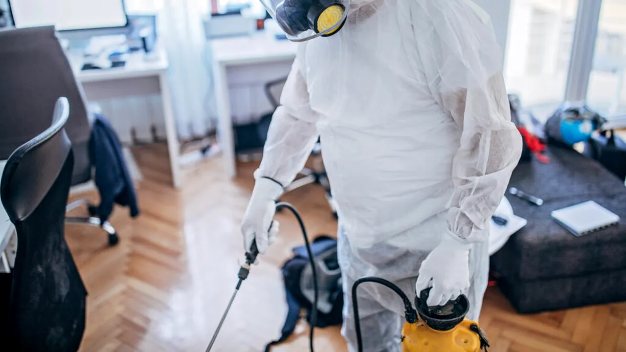 Curățenia de primăvară poate declanșa infestări ascunse. De ce cresc intervențiile DDD în București înainte de sărbători (P)