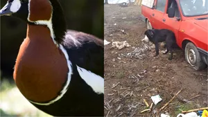 Un brăilean suspectat că a mâncat o pasăre rară. Resturi din pasărea protejată de lege au fost date la câine 