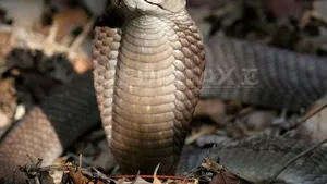 Teroriştii caută noi tactici de atac: scorpioni, păianjeni, viespi sau şerpi în avioane