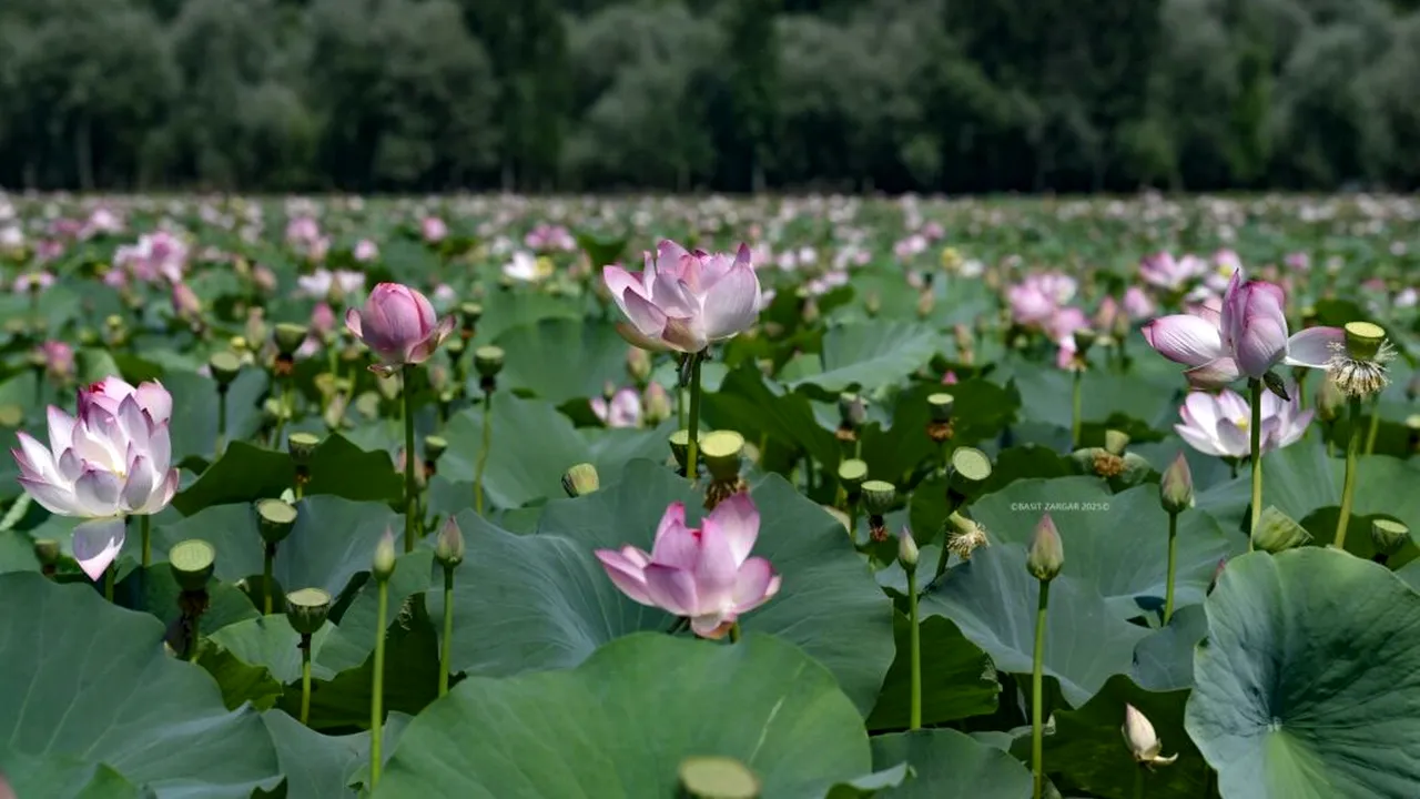 Imagini spectaculoase: florile de lotus ”s-au întors” în Kashmiri, după trei decenii. „Tulpina de lotus leagă hrana noastră de pământ”