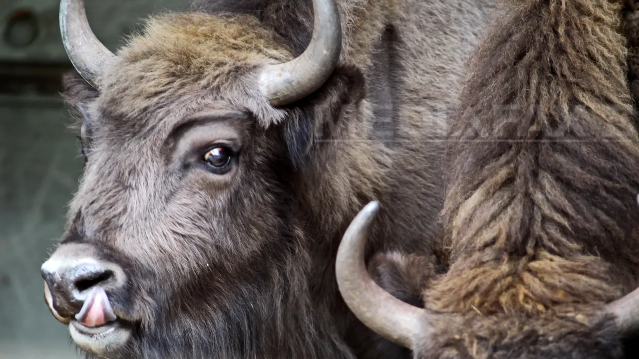 O turmă de ZIMBRI, suprinsă în libertate într-un parc natural din România