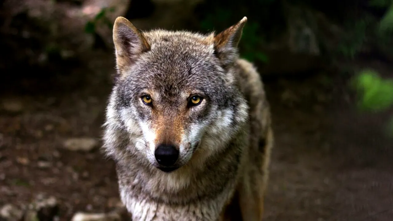 Reintroducerea lupilor în Parcul Național Yellowstone a provocat o extindere rapidă a pădurilor