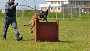 SID, câinele-vameş care a confiscat aproape 1,4 milioane ţigarete, iese la pensie - FOTO
