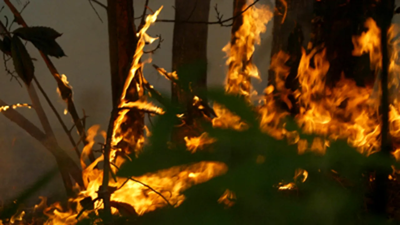 Incendiu de vegetaţie uscată în Dâmboviţa (Video)