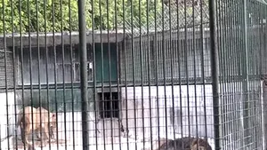Anchetă privind dispariţia a trei pui de leu de la Grădina Zoologică din Craiova - VIDEO
