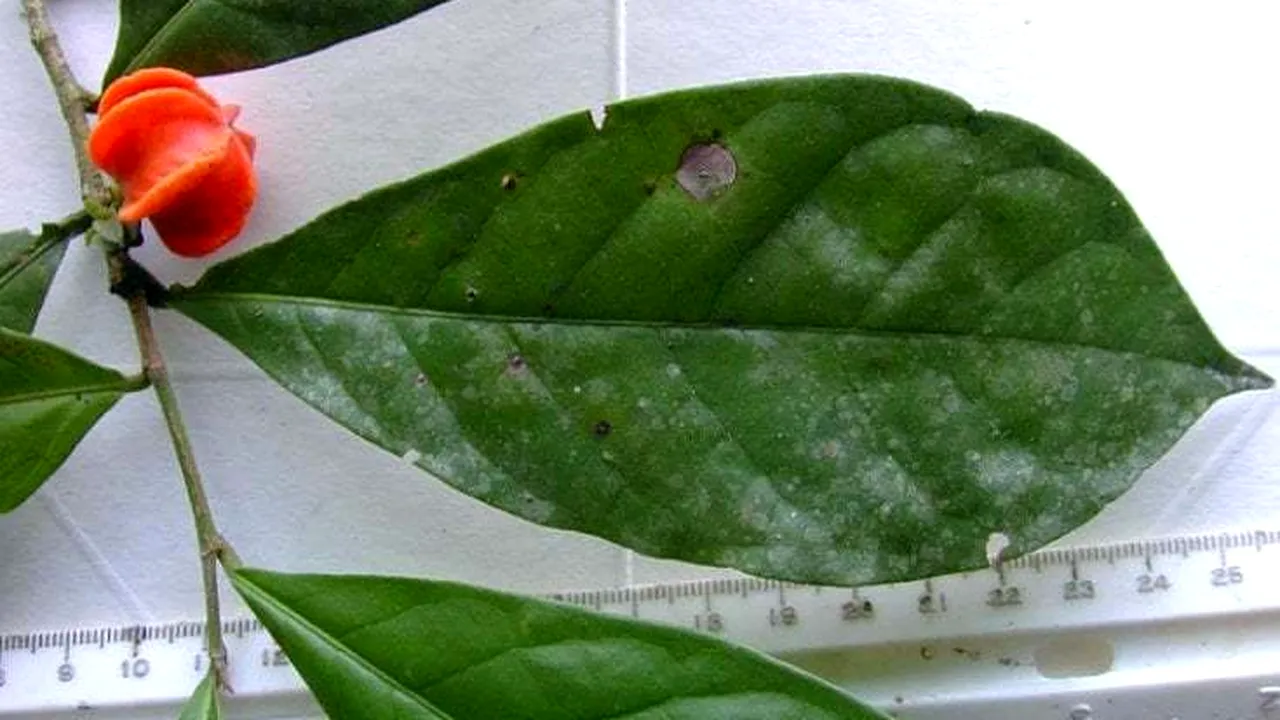 O plantă amazoniană misterioasă a primit un nume după o aşteptare de 50 de ani