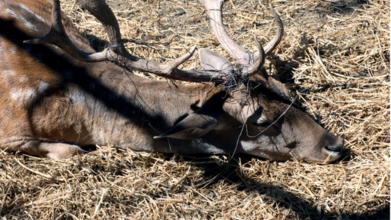ANCHETĂ LA ZOO GALAŢI: Animalele sunt condamnate să trăiască în plin şantier de construcţii, în condiţii greu de suportat - FOTO