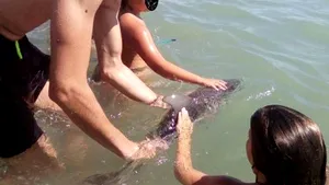 FOTO | Un pui de delfin eşuat a fost omorât de turiştii care şi-au făcut selfie-uri cu el 