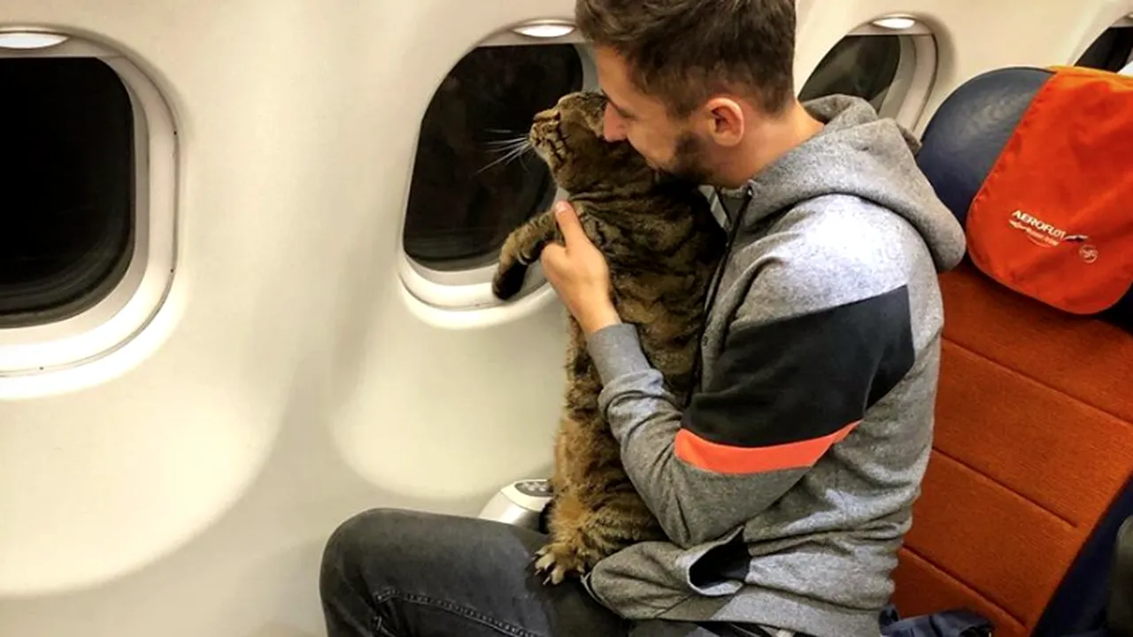 Pedeapsa primită de un rus care a fentat o companie aeriană pentru a se urca cu motanul supraponderal în avion