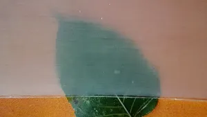 STUDIU Lemnul transparent, alternativa durabilă şi ecologică la plastic. Cum se obţine materialul