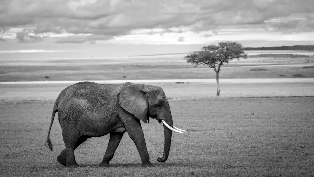 Timp de zeci de ani au circulat zvonuri despre elefanți fantomă în Angola. Un explorator i-a descoperit