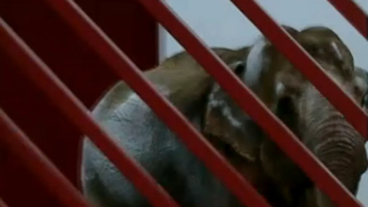 Zoo Târgu Mureş: Experţi europeni şi americani afirmă că elefantul Tania are condiţii optime