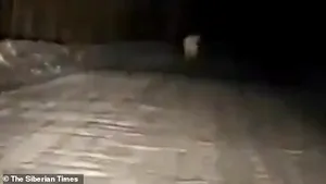 VIDEO Un urs polar a fost filmat la sute de kilometri sud de habitatul său natural pe o autostradă din Rusia