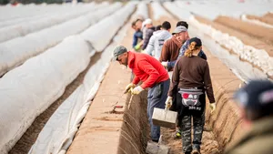 Sute de zilieri români sunt atraşi de mirajul culesului de sparanghel în Germania pentru o sută de euro pe zi şi în vremea coronavirusului