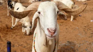 Gorjul își construiește primele ferme de carantină pentru ovine