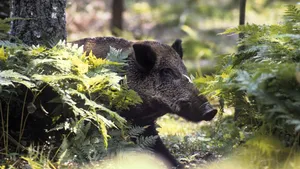 Sudul ţării deschide noi şi noi fronturi de război cu pesta porcină, nordul închide focar după focar. Cum s-a stopat virusul pestei porcine ÎN PĂDURE