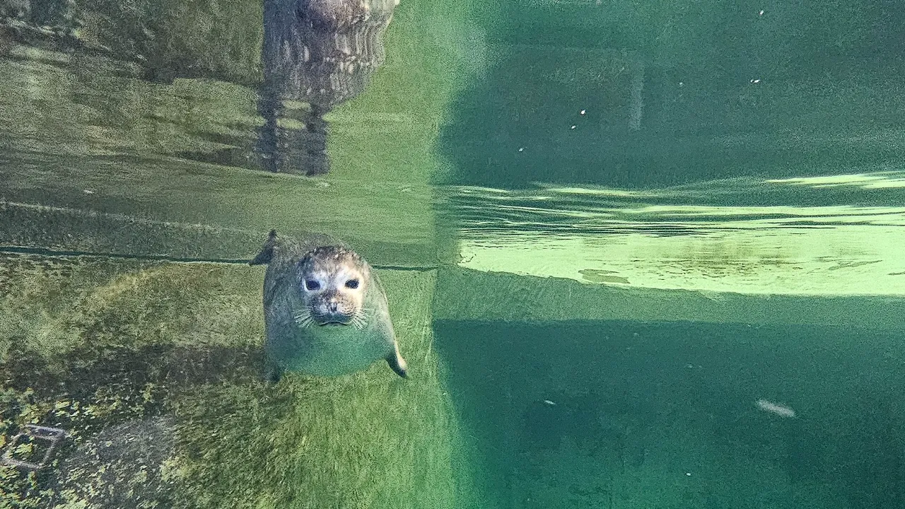 Premieră la Zoo Braşov: Lei de mare californieni, foci şi pinguini Humboldt