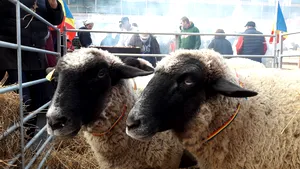 Petre Daea, de la caravana „Alege Oaia”, la câmp să vadă cum „râde grâul la agronom” | GALERIE FOTO , VIDEO