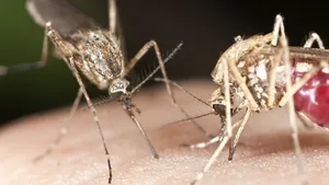 Ţânţari care nu transmit malaria, creaţi de cercetătorii americani