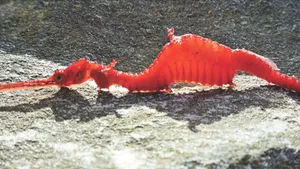 VIDEO Un peşte rar, descoperit cu doar doi ani în urmă, a fost filmat pentru prima dată
